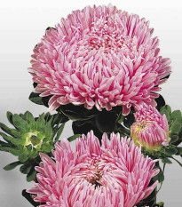Astra čínská Matador Salmon Pink - Callistephus chinensis - prodej semen - 50 ks