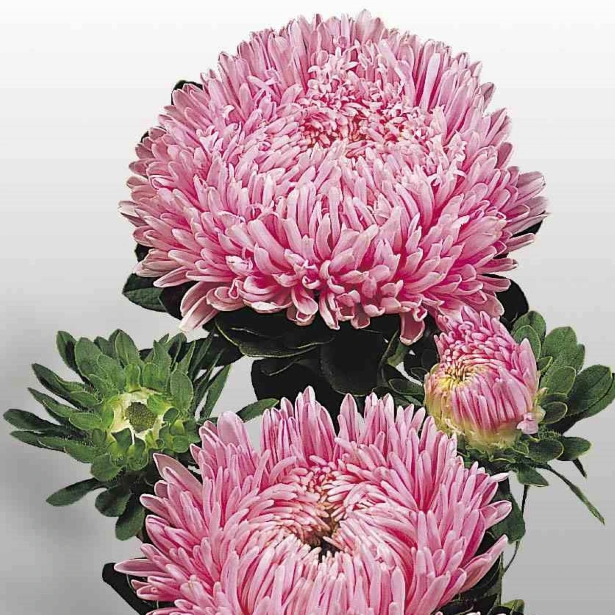 Astra čínská Matador Salmon Pink - Callistephus chinensis - prodej semen - 50 ks