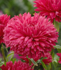 Astra čínská King Size Red - Callistephus chinensis - prodej semen - 50 ks
