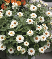 Ostálka elegantní plnokvětá bílá Profusion Double White - Zinnia elegans - prodej semen - 15 ks