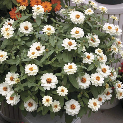 Ostálka elegantní plnokvětá bílá Profusion Double White - Zinnia elegans - prodej semen - 15 ks