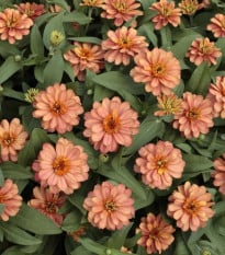 Ostálka elegantní plnokvětá růžová Profusion Double Deep Salmon - Zinnia elegans - prodej semen - 15 ks