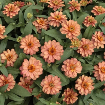 Ostálka elegantní plnokvětá růžová Profusion Double Deep Salmon - Zinnia elegans - prodej semen - 15 ks