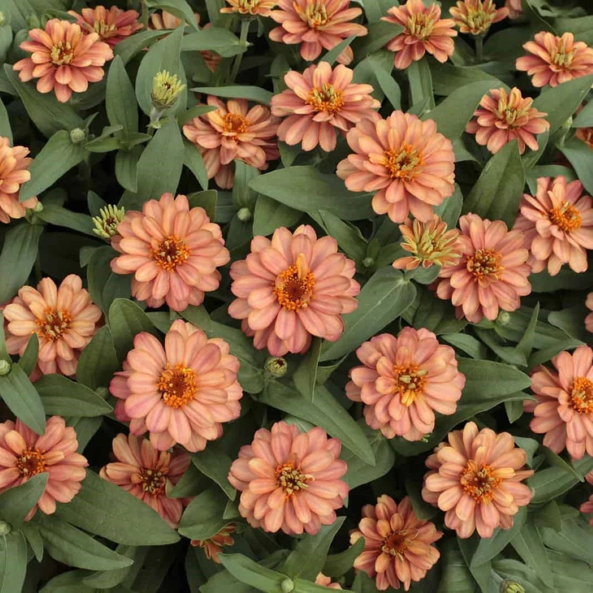 Ostálka elegantní plnokvětá růžová Profusion Double Deep Salmon - Zinnia elegans - prodej semen - 15 ks