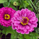 Ostálka jiřinkokvětá Purple Prince - Zinnia elegans - prodej semen - 50 ks