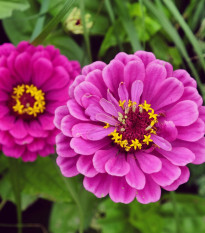 Ostálka jiřinkokvětá Purple Prince - Zinnia elegans - prodej semen - 50 ks
