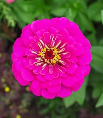 Ostálka jiřinkokvětá Illumination - Zinnia elegans - prodej semen - 50 ks