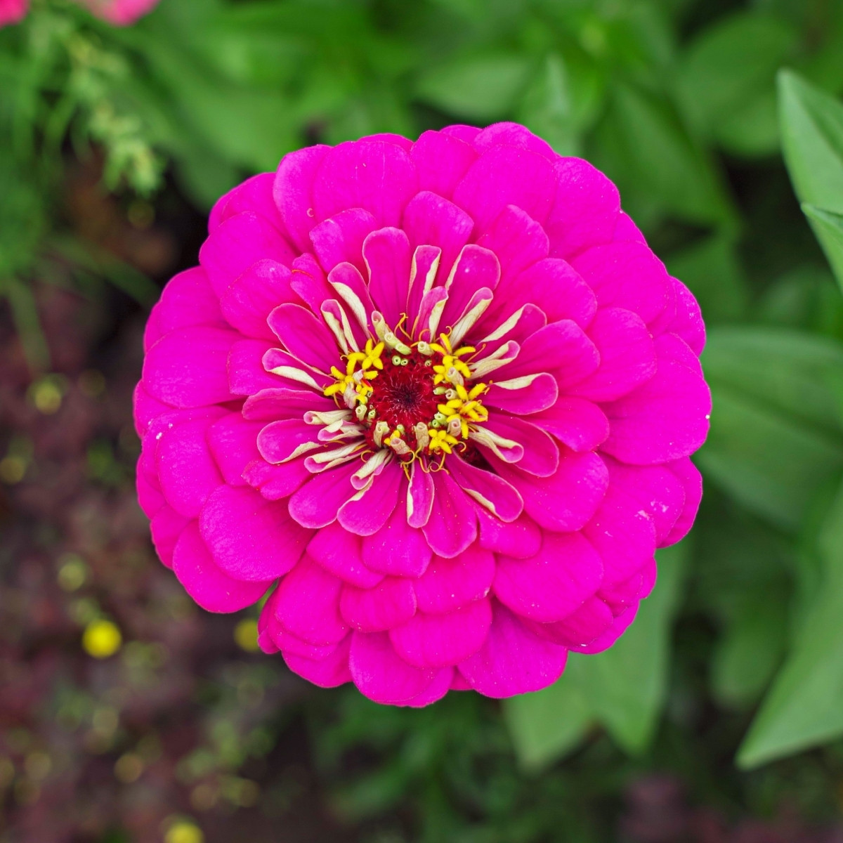 Ostálka jiřinkokvětá Illumination - Zinnia elegans - prodej semen - 50 ks