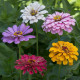 Ostálka jiřinkokvětá Field Grown Mixure - Zinnia elegans - prodej semen - 50 ks