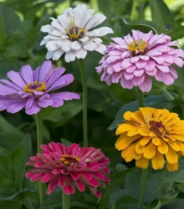 Ostálka jiřinkokvětá Field Grown Mixure - Zinnia elegans - prodej semen - 50 ks