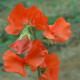 Hrachor Spring Sunshine Orange - Lathyrus odoratus - prodej semen - 12 ks