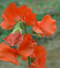 Hrachor Spring Sunshine Orange - Lathyrus odoratus - prodej semen - 12 ks