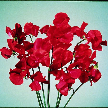 Hrachor Elegance Scarlet - Lathyrus odoratus - prodej semen - 20 ks