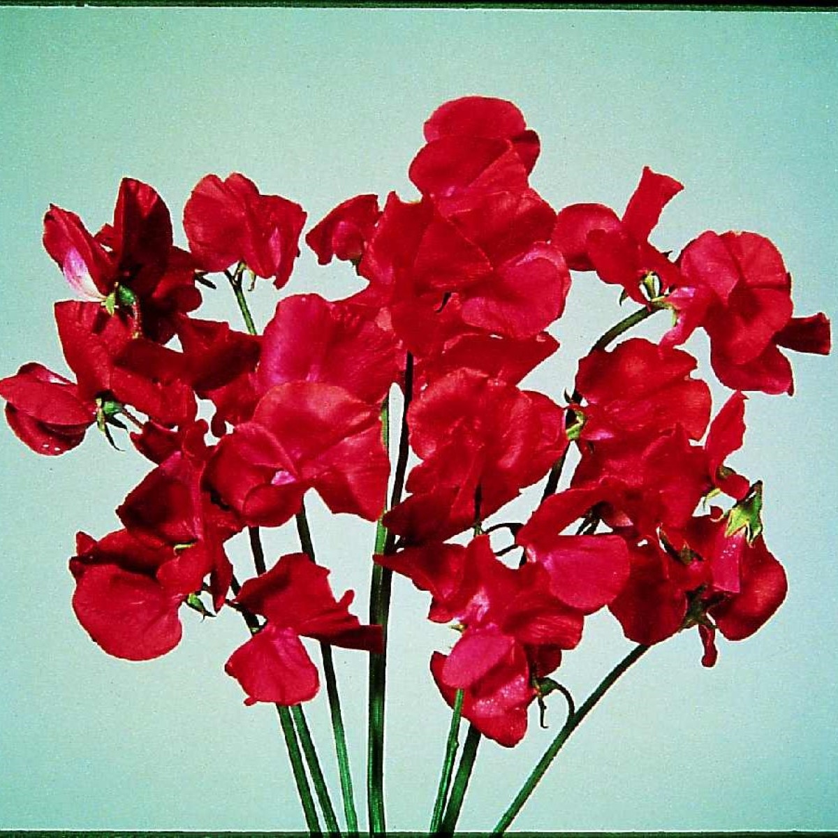 Hrachor Elegance Scarlet - Lathyrus odoratus - prodej semen - 20 ks