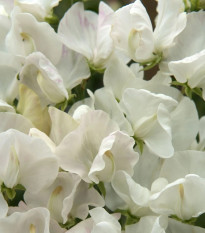 Hrachor Spencer Royal Wedding - Lathyrus odoratus - prodej semen - 20 ks