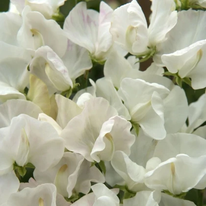 Hrachor Spencer Royal Wedding - Lathyrus odoratus - prodej semen - 20 ks