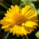 Kokarda velkokvětá Mesa Yellow - Gaillardia grandiflora - prodej semen - 10 ks