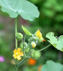 Mračňák Theophrastův - Abutilon theophrasti - prodej semen - 40 ks
