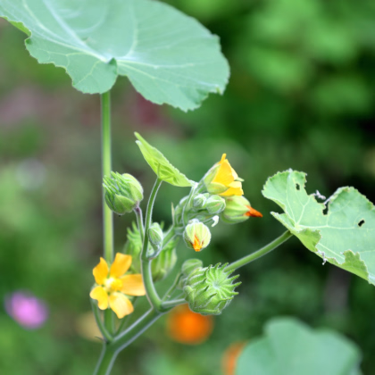 Mračňák Theophrastův - Abutilon theophrasti - prodej semen - 40 ks