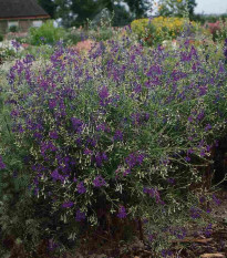 Stračka Blue Cloud - Delphinium consolida - prodej semen - 50 ks