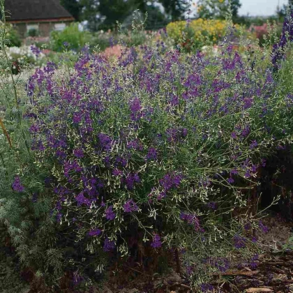 Stračka Blue Cloud - Delphinium consolida - prodej semen - 50 ks