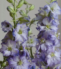 Stračka Fancy Purple Picotee - Delphinium consolida - prodej semen - 50 ks