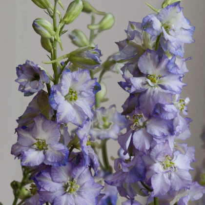 Stračka Fancy Purple Picotee - Delphinium consolida - prodej semen - 50 ks
