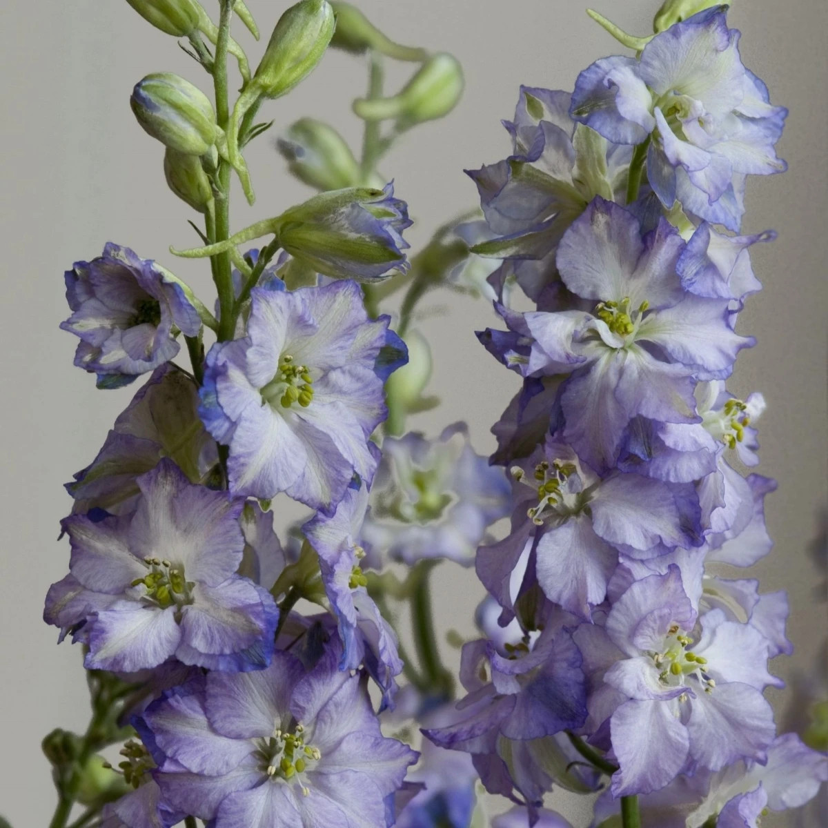 Stračka Fancy Purple Picotee - Delphinium consolida - prodej semen - 50 ks