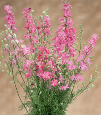 Stračka King Size Scarlet - Delphinium consolida - prodej semen - 50 ks