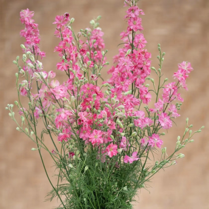 Stračka King Size Scarlet - Delphinium consolida - prodej semen - 50 ks