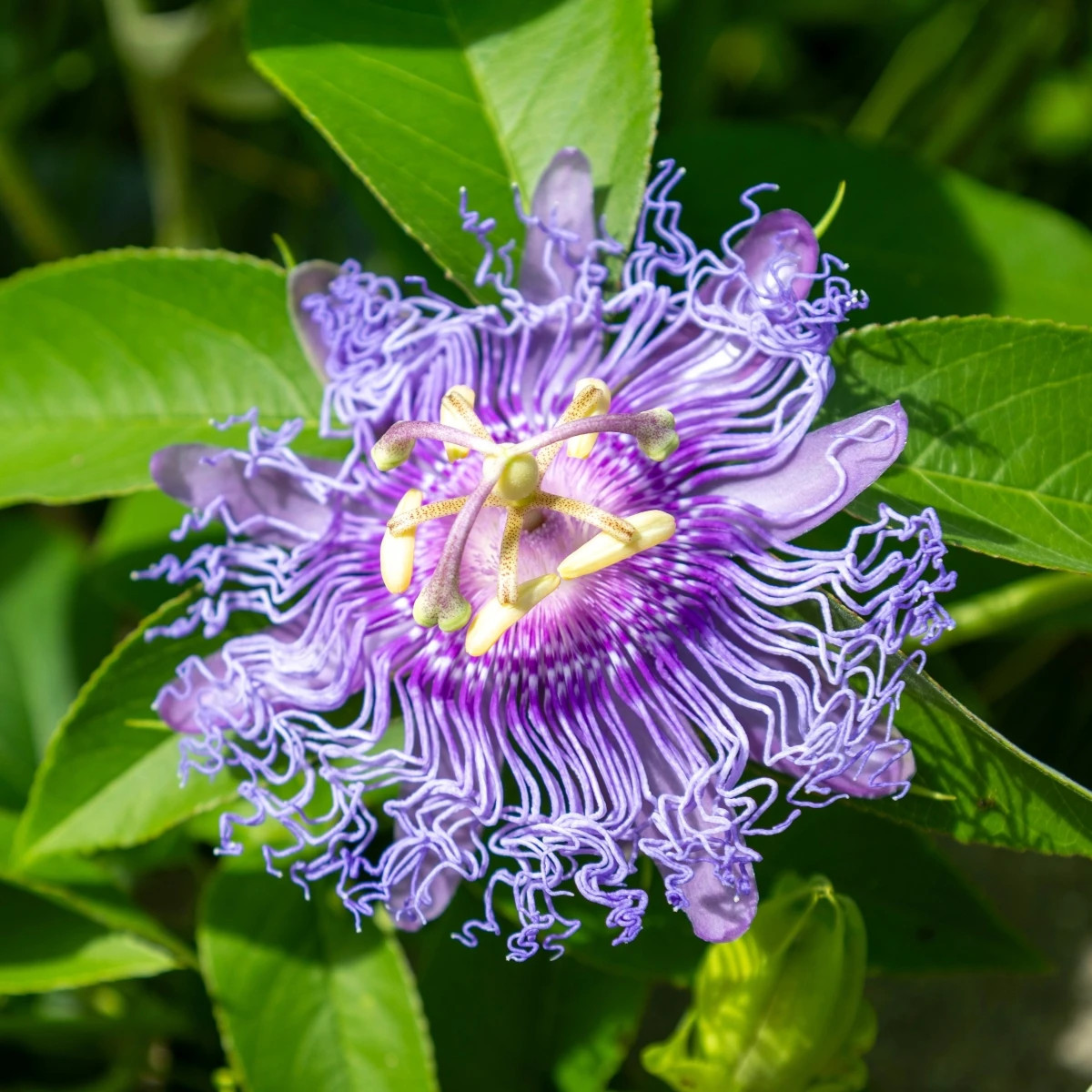 Mučenka pletní - Passiflora incarnata - prodej semen - 4 ks