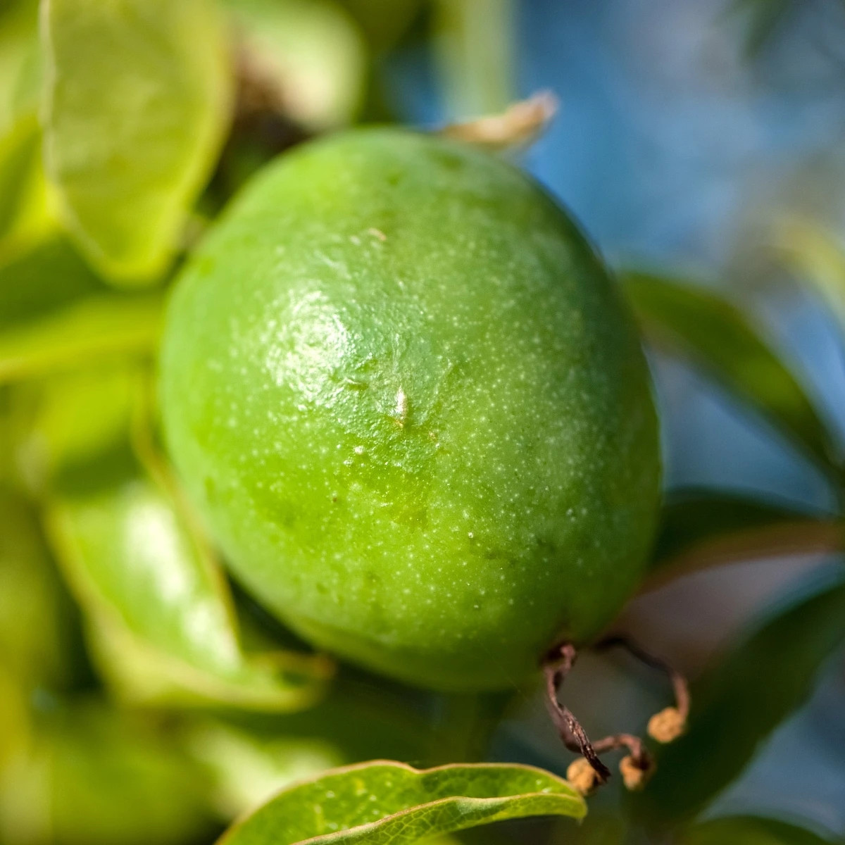 Mučenka pletní - Passiflora incarnata - prodej semen - 4 ks