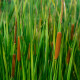 Orobinec úzkolistý - Typha angustifolia - prodej semen - 15 ks