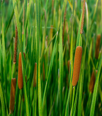 Orobinec úzkolistý - Typha angustifolia - prodej semen - 15 ks
