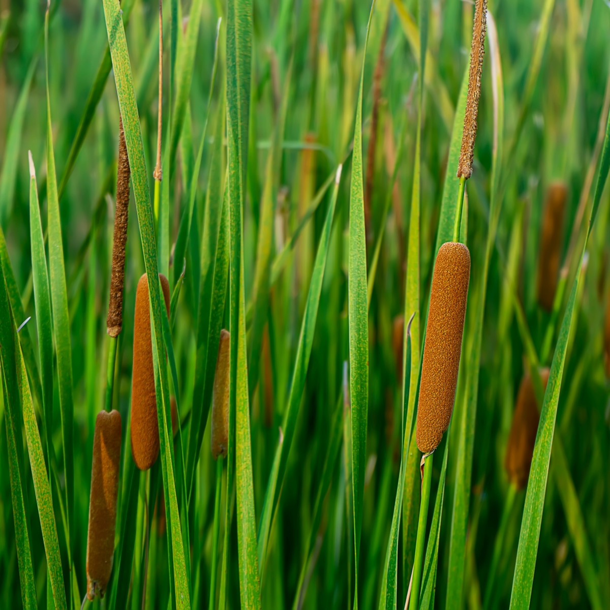 Orobinec úzkolistý - Typha angustifolia - prodej semen - 15 ks