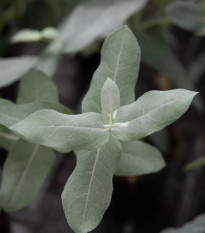 Eukalyptus globulus Styx - Blahovičník - Eucalyptus globulus - prodej semen - 6 ks