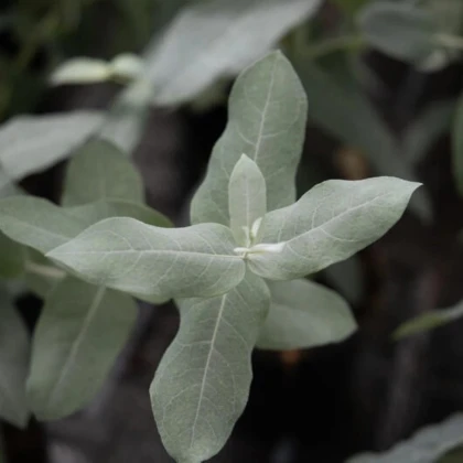 Eukalyptus globulus Styx - Blahovičník - Eucalyptus globulus - prodej semen - 6 ks