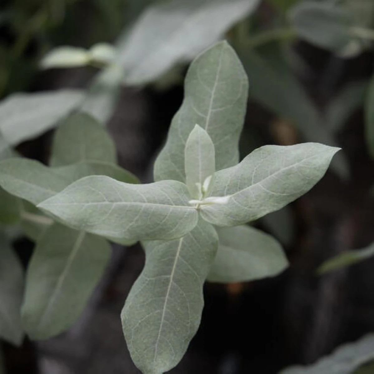 Eukalyptus globulus Styx - Blahovičník - Eucalyptus globulus - prodej semen - 6 ks