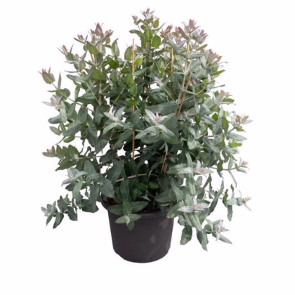 Eukalyptus globulus Styx - Blahovičník - Eucalyptus globulus - prodej semen - 6 ks