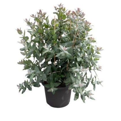 Eukalyptus globulus Styx - Blahovičník - Eucalyptus globulus - prodej semen - 6 ks
