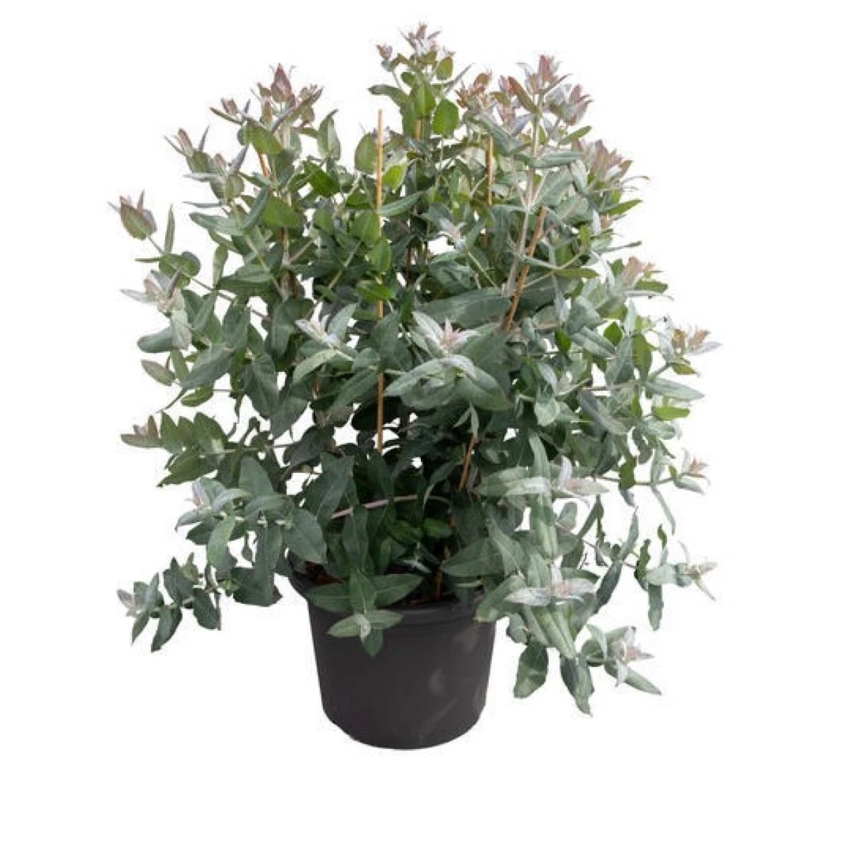 Eukalyptus globulus Styx - Blahovičník - Eucalyptus globulus - prodej semen - 6 ks