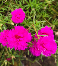 Šrucha zlatá Sundial Fuchsia F1 - Portulaca grandiflora - prodej semen - 80 ks