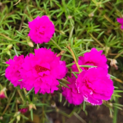 Šrucha zlatá Sundial Fuchsia F1 - Portulaca grandiflora - prodej semen - 80 ks