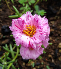 Šrucha zlatá Sundial Peppermint F1 - Portulaca grandiflora - prodej semen - 80 ks