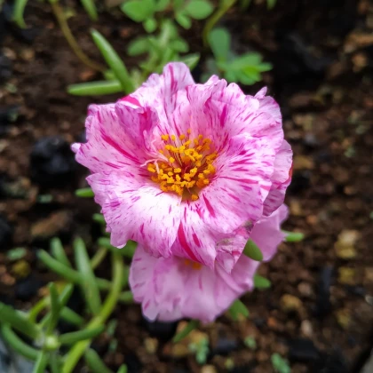 Šrucha zlatá Sundial Peppermint F1 - Portulaca grandiflora - prodej semen - 80 ks