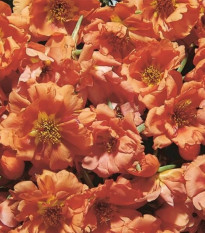 Šrucha zlatá Sundial Tangerine F1 - Portulaca grandiflora - prodej semen - 80 ks