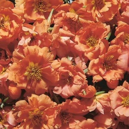 Šrucha zlatá Sundial Tangerine F1 - Portulaca grandiflora - prodej semen - 80 ks