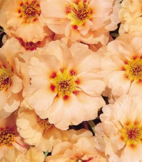 Šrucha Sundial Mango F1 – Portulaca grandiflora – prodej semen
