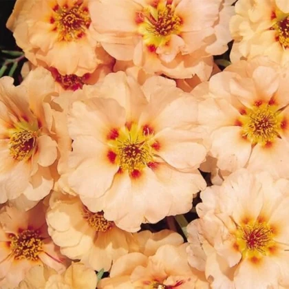 Šrucha Sundial Mango F1 – Portulaca grandiflora – prodej semen