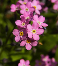 Poměnka lesní Rosylva - Myosotis sylvatica - prodej semen - 60 ks